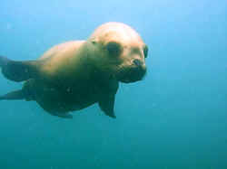 010207ArgentinePuertoMadrynLobos1.jpg (35628 octets)