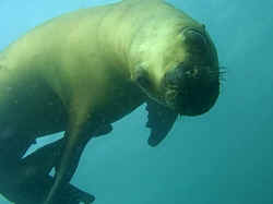 010207ArgentinePuertoMadrynLobos2.jpg (42529 octets)