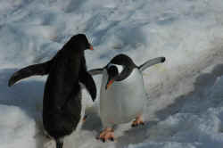 080107AntartiqueGentooPingouin3.jpg (87079 octets)