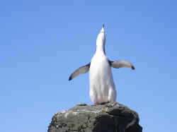 080107AntartiquePinguoin1.jpg (55826 octets)