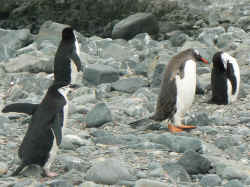 080107AntartiqueRobertPointPingouin2.jpg (173430 octets)