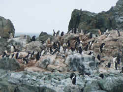 080107AntartiqueRobertPointPingouin3.jpg (159948 octets)
