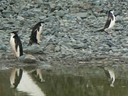 080107AntartiqueRobertPointPingouin6.jpg (184118 octets)