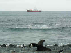 080107AntartiqueRobertPointPingouinBateau1.jpg (139030 octets)