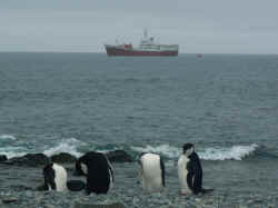 080107AntartiqueRobertPointPingouinBateau2.jpg (114113 octets)