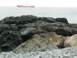 080107AntartiqueRobertPointSeals1.jpg (167295 octets)