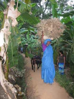 090506HampiMangoTree1.jpg (310297 octets)