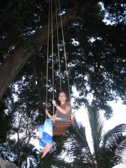 090506HampiMangoTree2.jpg (339760 octets)