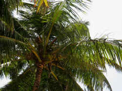 110506PalolemGoa24.jpg (214122 octets)