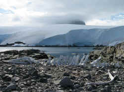 140107AntartiquePortLockroyOsBaleine1.jpg (144777 octets)