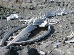 140107AntartiquePortLockroyOsBaleine3.jpg (214723 octets)