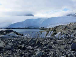 140107AntartiquePortLockroyOsBaleine4.jpg (150116 octets)