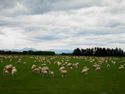 181106TasmanieMoutons.jpg (98640 octets)