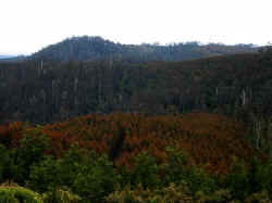 181106TasmaniePaysage1.jpg (125616 octets)
