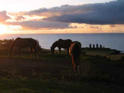 211206IlePaquesMoaiChevauxCoucherSoleil2.jpg (83272 octets)