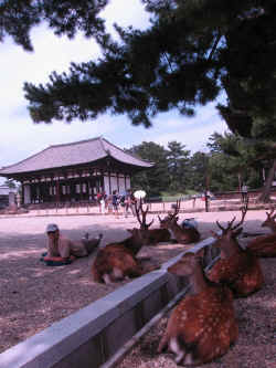 220706NaraKofukuJiHoKuenDoNabil2.jpg (254580 octets)