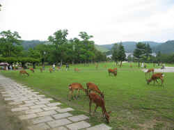 220706NaraNaraCoenDaim1.jpg (140283 octets)