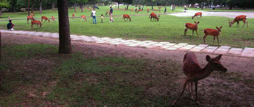 220706NaraNaraCoenDaim2.jpg (107414 octets)