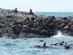 221107TasmanieSeals1.jpg (162549 octets)
