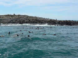 221107TasmanieSeals2.jpg (138085 octets)