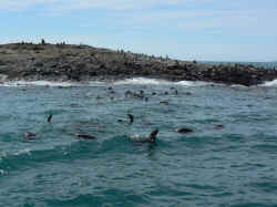 221107TasmanieSeals3.jpg (142075 octets)