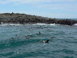 221107TasmanieSeals4.jpg (140399 octets)