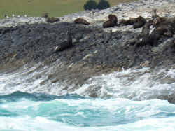 221107TasmanieSeals5.jpg (186911 octets)