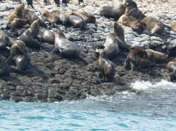 221107TasmanieSeals6.jpg (204237 octets)