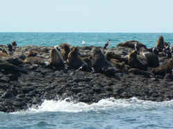 221107TasmanieSeals7.jpg (158658 octets)
