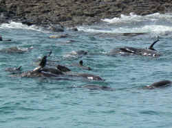 221107TasmanieSeals8.jpg (177272 octets)