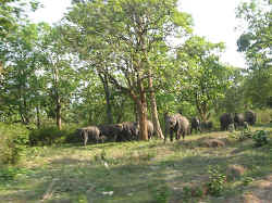 3004060otyReserveElephant.jpg (226660 octets)