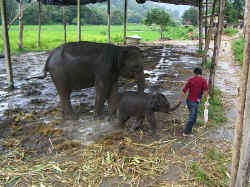 Elephant.jpg (229041 octets)